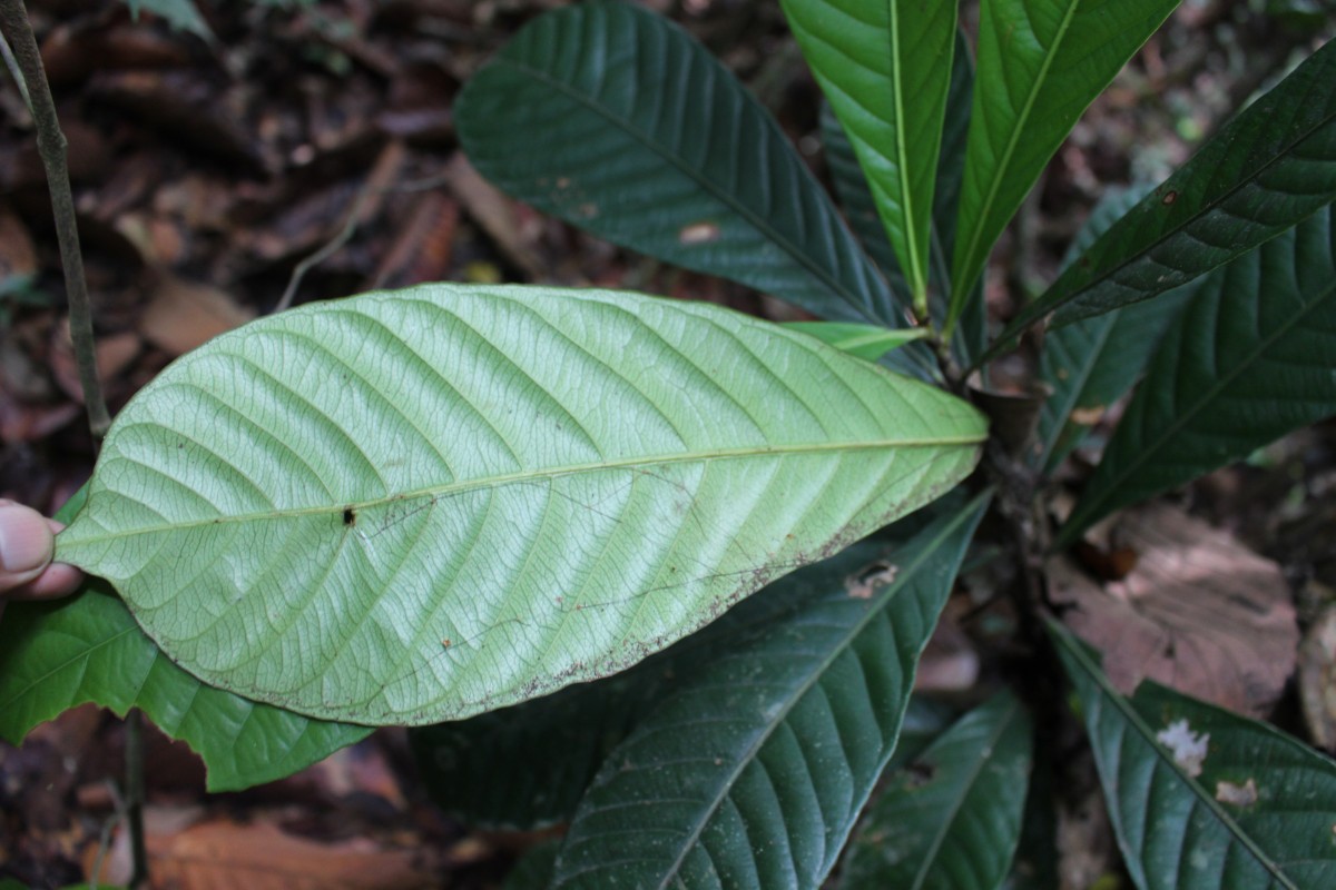 Agrostistachys borneensis Becc.